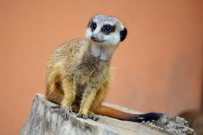 猫鼬，动物园，动物，警卫队，手表，可爱，自然