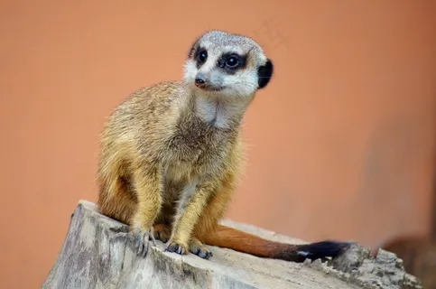猫鼬，动物园，动物，警卫队，手表，可爱，自然
