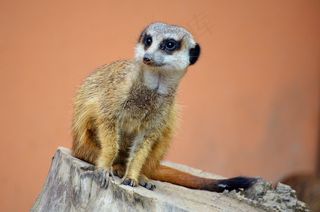 猫鼬，动物园，动物，警卫队，手表，可爱，自然