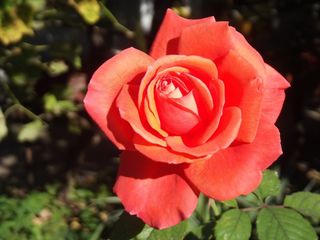 玫瑰，花，花园