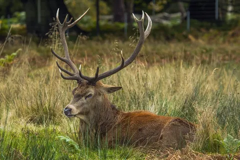 鹿，森林，里士满，公园
