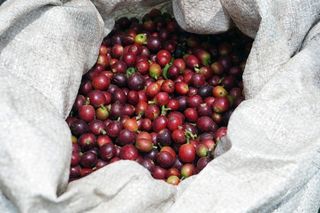 咖啡树,刚果咖啡,北五味子,欧李,葡萄,咖啡樱桃