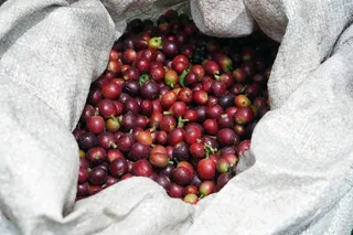 咖啡树,刚果咖啡,北五味子,欧李,葡萄,咖啡樱桃