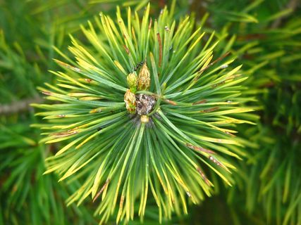 松树，针，森林，绿色，指出，树，针叶树