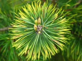 松树，针，森林，绿色，指出，树，针叶树