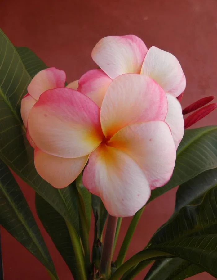 素馨花，花，气味，性质，鸡蛋花，热带