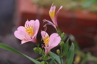 束鲜花，大自然，花瓣，春天的花朵