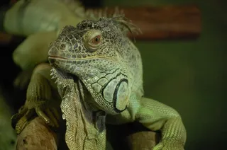 鬣蜥，动物，绿色，蜥蜴，爬行动物，棚架