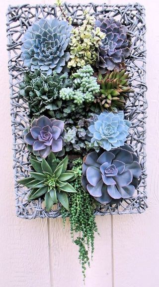 景天科,盆栽植物,花卉,仿真花,花盒,肉质装饰