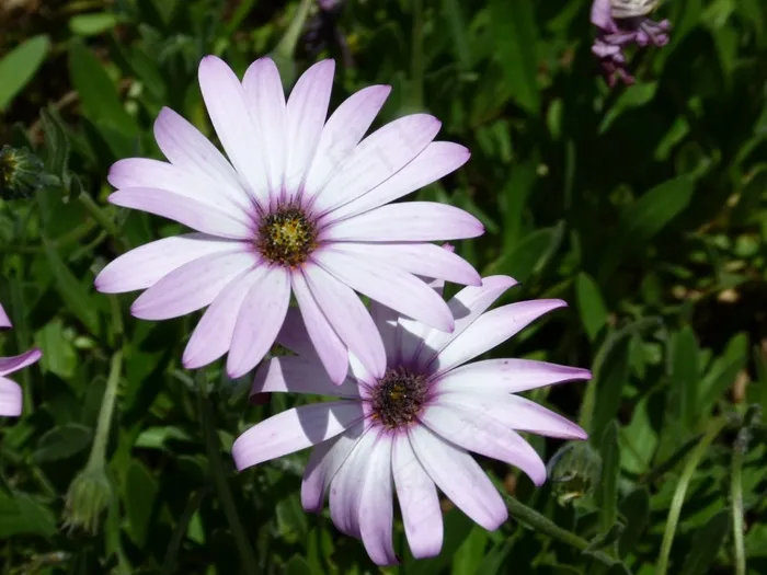雏菊，绘雏菊，黑眼苏珊，花，花的