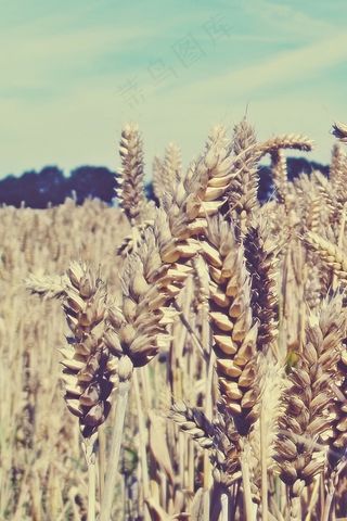 粮食，玉米田，原野，谷物，小麦，农业