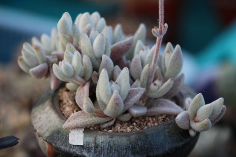 花，肉质植物，肉质在这里，植物