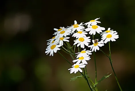 Hermánek，草药，植物，花，自然