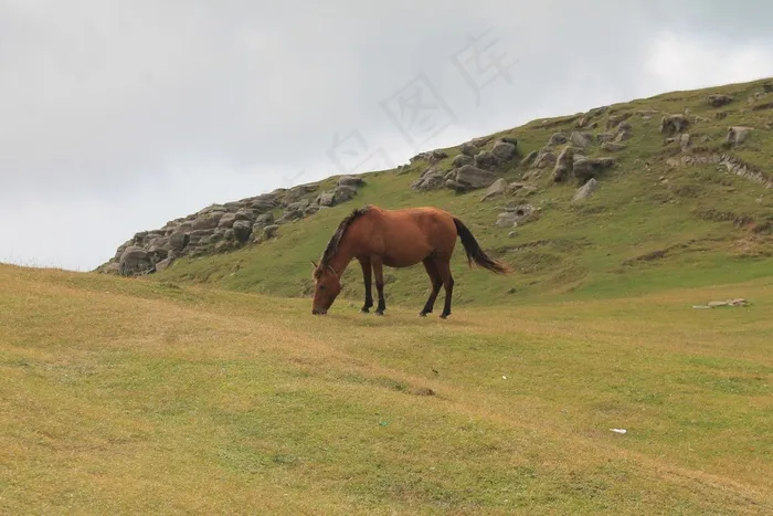 马，放牧，牧场，母马，草地，草，性质