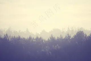 树木，景观，森林，雾，雾，季节，神秘