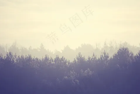 树木,景观,森林,雾,雾,季节,神秘 树木,景观,森林,雾,雾,季节,神秘