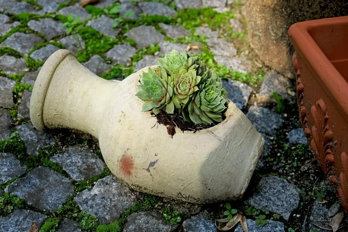 安芙兰，石花园，地被植物，花园，肉质