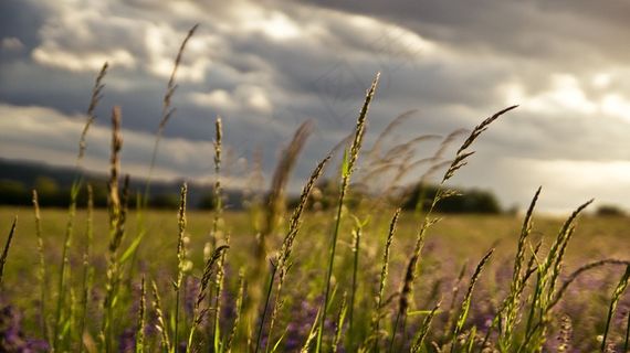 草甸，景观，春天，植物，草，田园，云