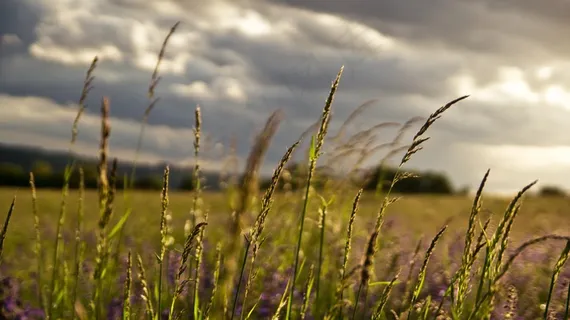 草甸，景观，春天，植物，草，田园，云