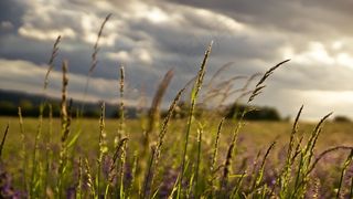 草甸，景观，春天，植物，草，田园，云