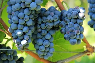 葡萄，葡萄酒，藤，葡萄种植，植物，葡萄