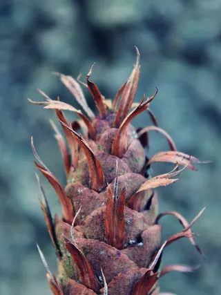 水龙头，树锥，植物，自然，森林，树，关闭