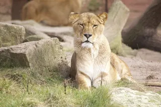 狮子，动物园，捕食者，动物，野生动物，自然，野生