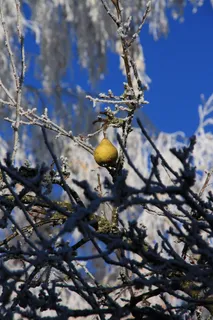 梨，秋季，成熟，收获，Ungeerntet，性质