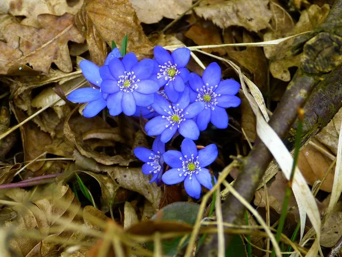 肝，开花，肝Nobilis
