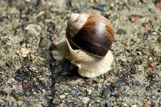 蜗牛，腹足纲，软体动物，蜗牛，动物