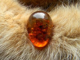 毛皮，安全，伯恩斯坦，小，可爱，鸡蛋