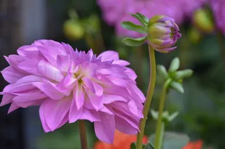 大丽花，花，性质，花园，宏，详细信息，植物