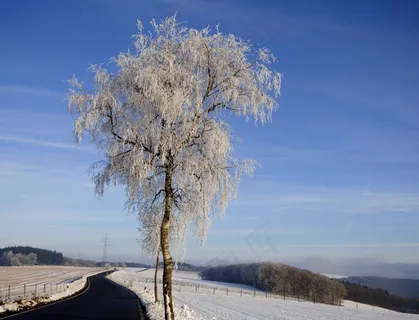 树,成熟,冻结,冬天,冬季景观,雪 树,成熟,冻结,冬天,冬季景观,雪