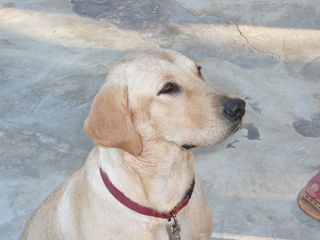 狗，拉布拉多，狗