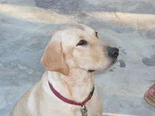 狗，拉布拉多，狗