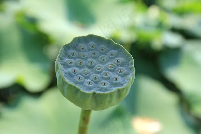 莲花，莲花，植物，水果，种子，自然，自然