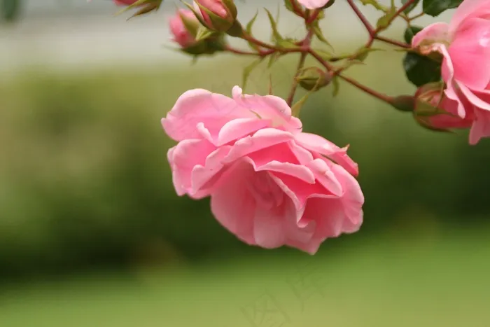 鲜花，玫瑰，自然，公园，春天，粉红色