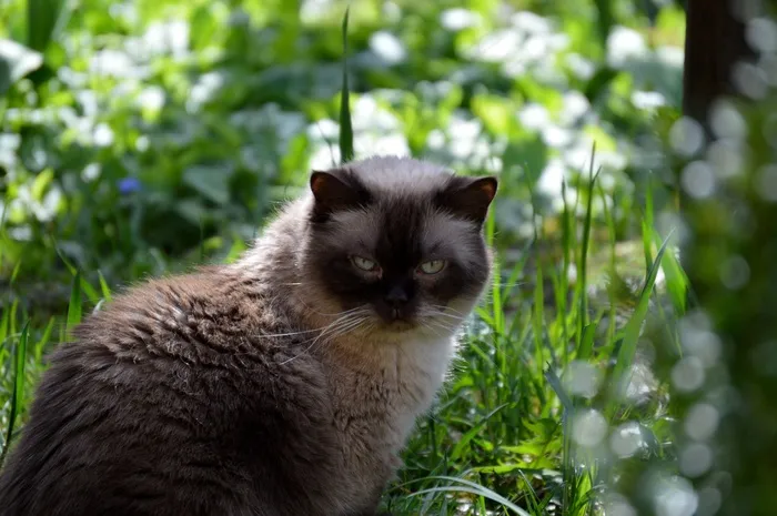 猫，Mieze，英国短毛猫，宠物，纯种