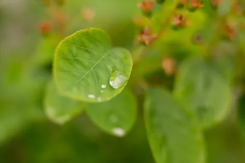 大戟,猫眼草,树叶,土人参,金叶女贞,叶雨雨滴一滴水 大戟,猫眼草,树叶,土人参,金叶女贞,叶雨雨滴一滴水