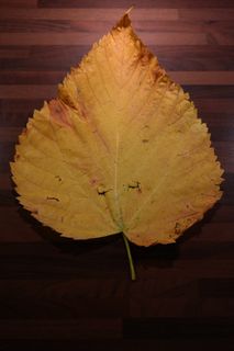 榆树叶，山榆，着色，黄色，绿色，叶子