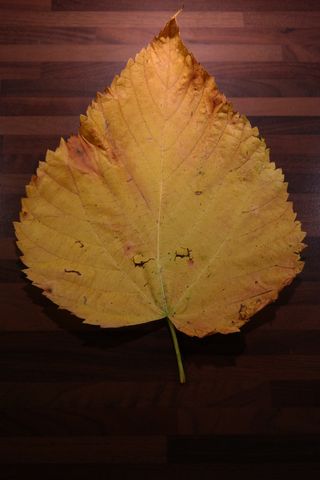 榆树叶，山榆，着色，黄色，绿色，叶子