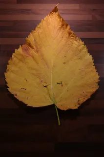 榆树叶,山榆,着色,黄色,绿色,叶子 榆树叶,山榆,着色,黄色,绿色,叶子