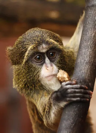 非洲，动物，棕色，可爱，大，眼睛，脸，毛皮