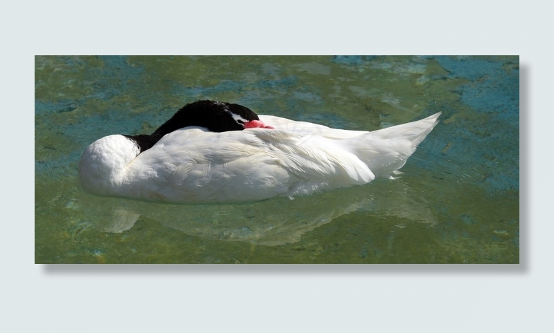 黑颈天鹅，鸟，睡眠，自然，动物