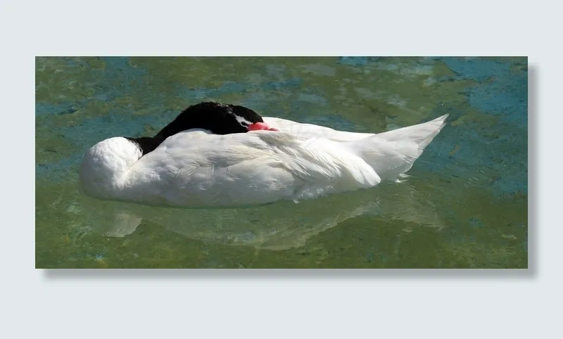 黑颈天鹅，鸟，睡眠，自然，动物