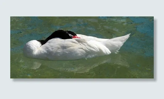 黑颈天鹅，鸟，睡眠，自然，动物