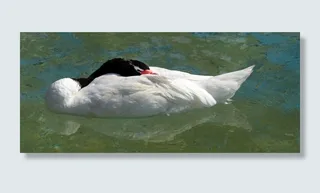 黑颈天鹅，鸟，睡眠，自然，动物