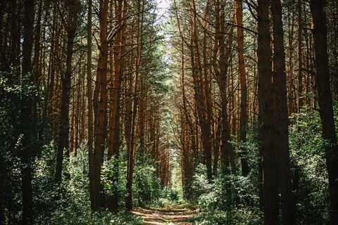 通路,径,森林,路径,森林,景观,自然 通路,径,森林,路径,森林,景观,自然