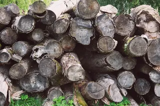 工艺品,石头,香菇,乌龟,田螺,木原木桩