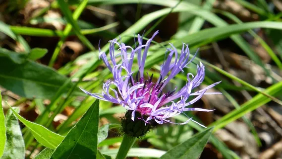 阿尔高(Allgäu),普龙芬·卡普尔(Pfronten Kappel),霍斯吕奇(Hoellschlucht),魔鬼之爪 阿尔高(Allgäu),普龙芬·卡普尔(Pfronten Kappel),霍斯吕奇(Hoellschlucht),魔鬼之爪